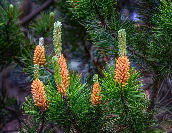 Blossoming pine tree — Stock Photo, Image