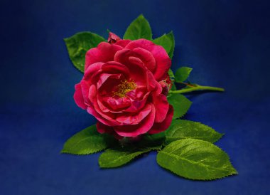 Natürmort: kırmızı gül