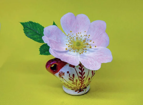 ワイルドホワイトピンクのバラ — ストック写真