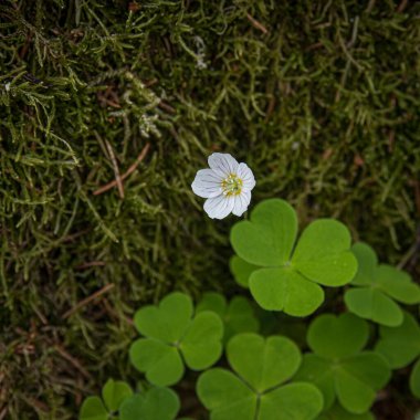 Oxalis asetosella, Oxalidaceae familyasından Avrupa 'da ve Asya' nın bazı bölgelerinde yaygın olarak rastlanan bir ağaçkakan türü. Sığ odak.