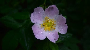 Köpek gülü çiçeği, yağmur damlaları. Sığ odaklanma. Fırtınadan sonra.