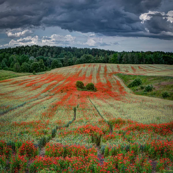 初夏の夕方にライ麦畑でケシを咲かせます 地平線の近くの曇りの空と森 ロイヤリティフリーのストック画像
