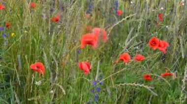 Çavdar tarlasında açmakta olan gelincikler. Bulutlu gökyüzü. Sığ odaklanma. Hafif rüzgar.