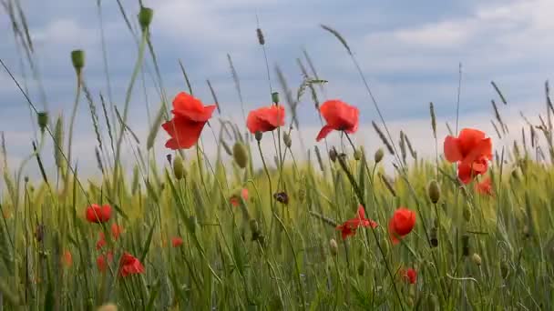 Blooming Poppies Rye Field Summer Early Evening Cloudy Sky Shallow — Stock Video