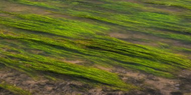 Akan suda yüzen bir su bitkisi. Akan suyun soyut renkli resmi. Sığ odaklanma. Işıklı boya. pürüzsüz küçük dalgalar, kopyalama alanı, metin için yer.