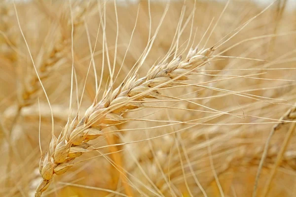 Крупный план колосьев пшеницы в летнее время — стоковое фото