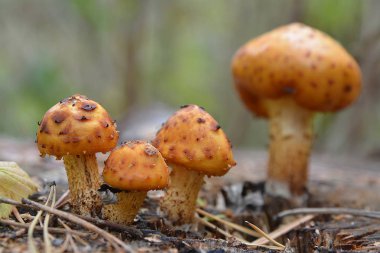 Sonbahar ormanlarında ağaçlarda yetişen mantarlar