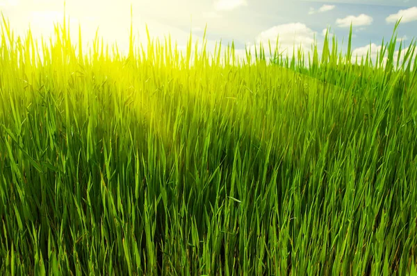 Hierba fresca de primavera con luz solar cálida poco profunda — Foto de Stock