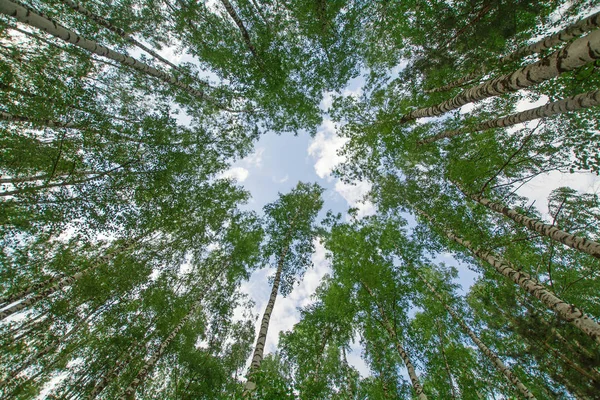 绿色森林树木框架抽象自然背景 — 图库照片