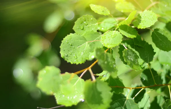 정원 자연 녹색 식물의 잎 배경 — 스톡 사진