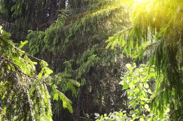 Floresta tropical bonita com o sol por trás — Fotografia de Stock