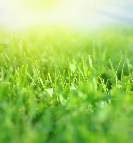 Fresco primavera verde hierba natural tiro fondo — Foto de Stock