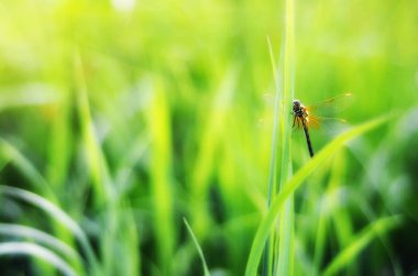 Yusufçuk Çimenler Üzerinde Güneş tarafından Aydınlatılmış