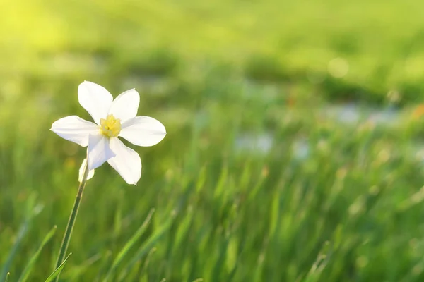 White daffodil on the background of grasslogy — Stock Photo, Image