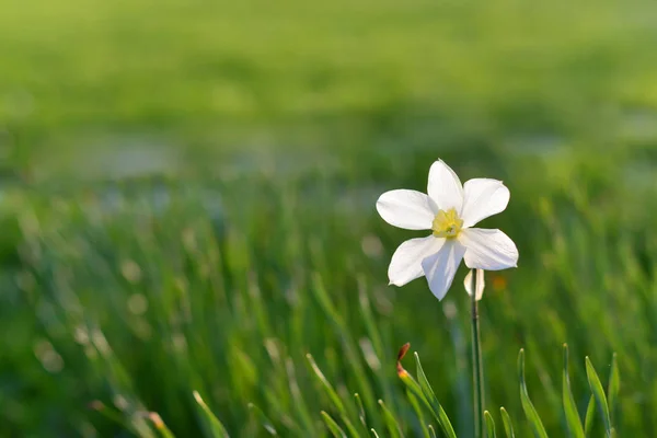 Primer campo flores de primavera narciso en el prado —  Fotos de Stock