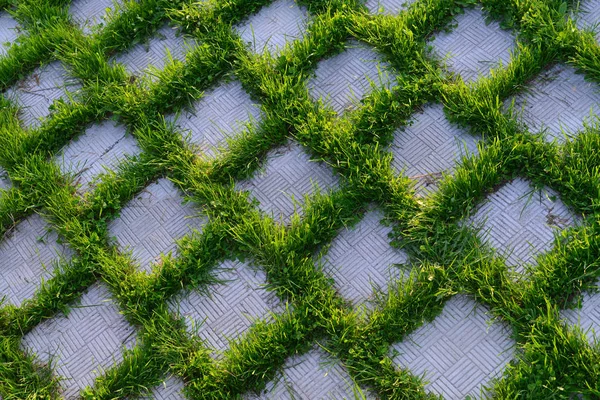 녹색 잔디는 사각형 구멍을 통해 성장 스톡 이미지