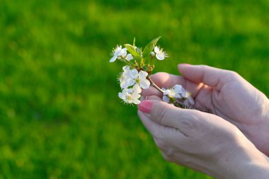 Elinde Sakura veya kiraz çiçeği çiçeği