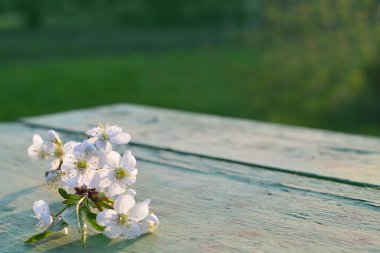 eski ahşap masa üstünde kiraz ağaçları çiçek