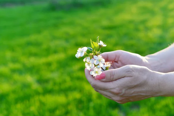 Sakura ή κεράσι ανθίζει λουλούδι στο χέρι — Φωτογραφία Αρχείου