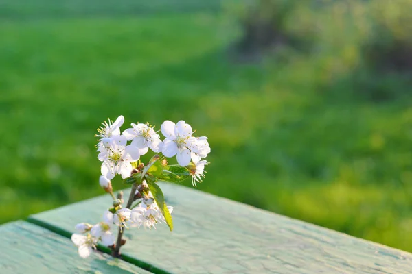 오래 된 나무 테이블에 벚꽃 꽃 — 스톡 사진