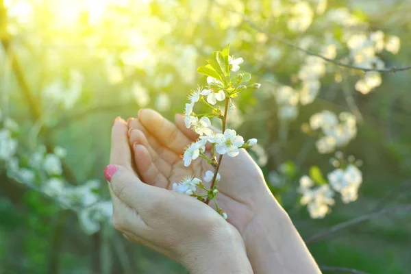 Spring background with white flower copy space — Stock Photo, Image