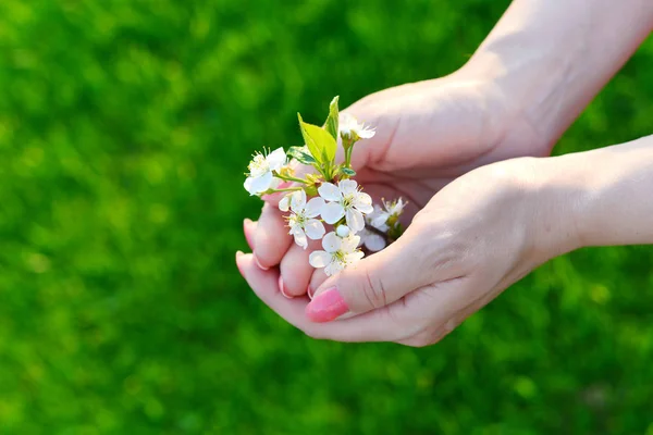 Sakura lub kwiat kwiatu wiśniowego w ręku — Zdjęcie stockowe