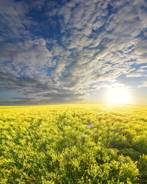 Campo di colza colza olio tramonto sfondo — Foto Stock