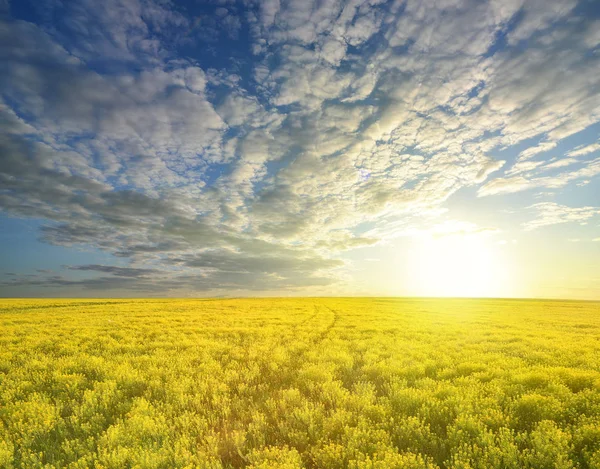 Semena colzy v terénu na modrém nebi — Stock fotografie
