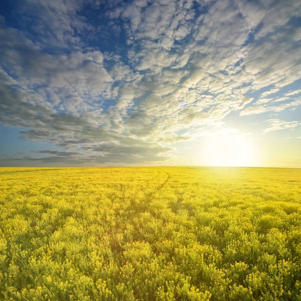 Colza colza no campo no céu azul — Fotografia de Stock