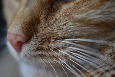 Kedi namluburun bıyıkları parçası