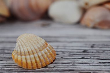 Ahşap masa gerçek fotoğraf seashells arka plan