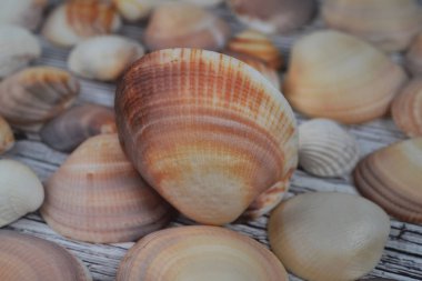 Seashells yaz arka plan farklı deniz kabukları çok