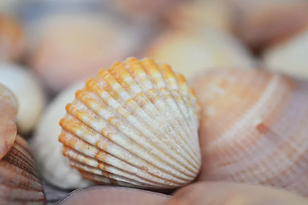 Seashells estate sfondo macro conchiglie sul backround — Foto Stock