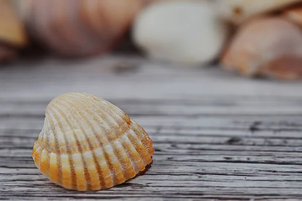 Ahşap masa gerçek fotoğraf seashells arka plan — Stok fotoğraf