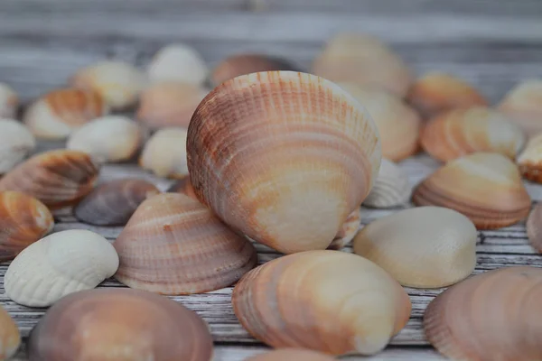 Seashells lato tło wiele różnych muszli — Zdjęcie stockowe