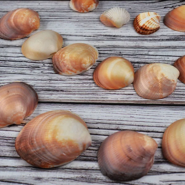 Shells on rustic wooden old table top — Stock Photo, Image