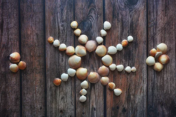 shells sun sunny grey brown wooden floor