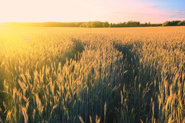 Ähren aus goldenem Weizen auf dem Feld bei Sonnenuntergang — Stockfoto