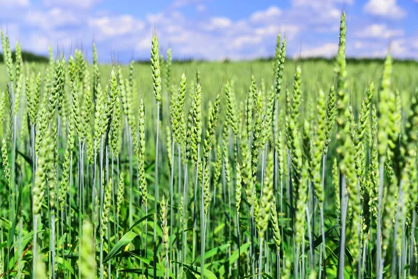 Grünes Feld aus jungen Weizen sprießt horrizon lizenzfreie Stockfotos