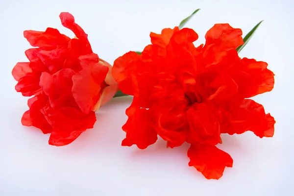 Pomegranate Flower Twig Leaves Close Light Background — Stock Photo, Image