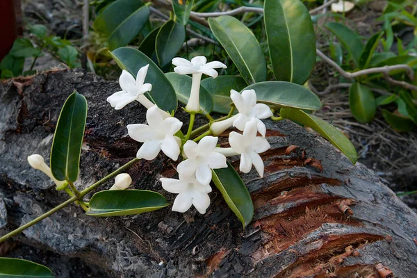 Blooming Madagascar Jasmine Stephanotis Nature — Stock Photo, Image