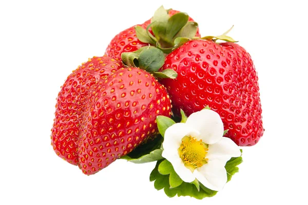 Reife Große Erdbeere Mit Blume Isoliert Auf Weißem Hintergrund Nahaufnahme — Stockfoto