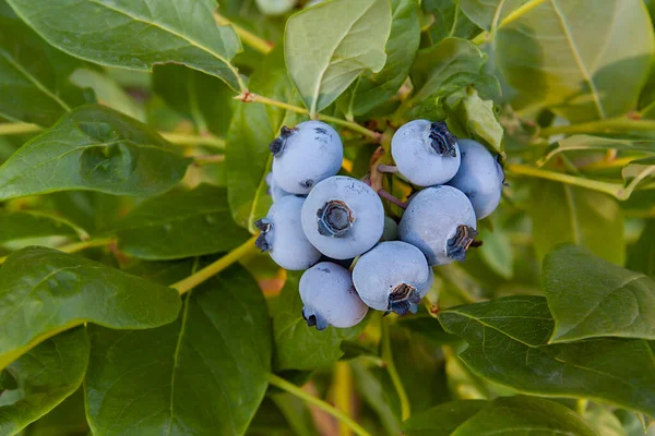 Bunch Beautiful Large Blueberries Bush Close — Stock Photo, Image