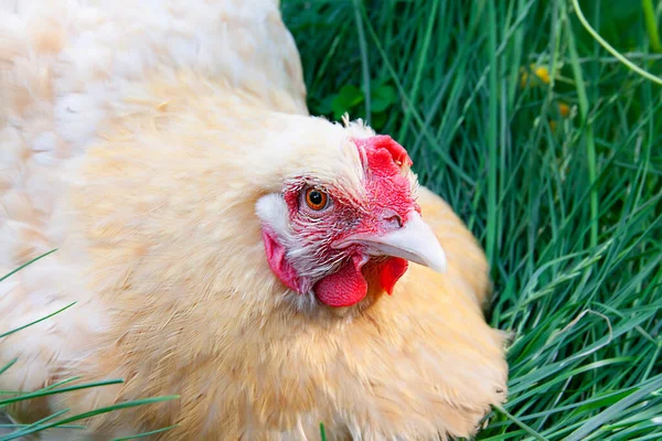 Chicken Close Sitting Green Grass Nest — Stock Photo, Image