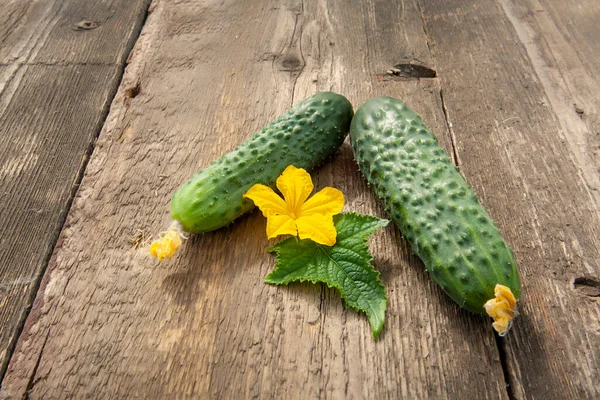 Två Unga Gröna Gurkor Och Blomma Med Ett Löv Ett Royaltyfria Stockbilder