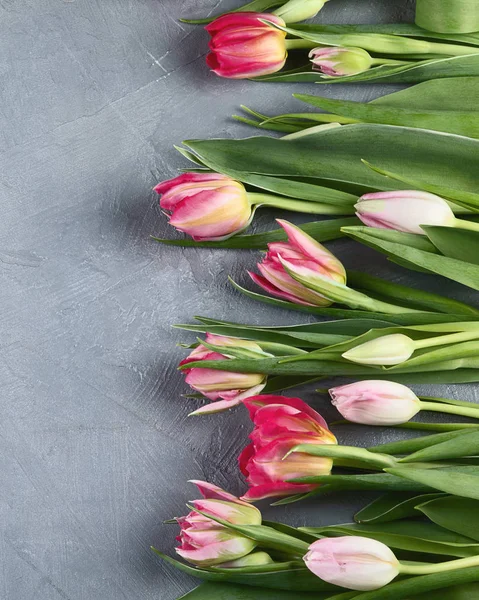 Färsk Tulpan Blommor Grå Bord Ovanifrån Med Kopia Utrymme — Stockfoto