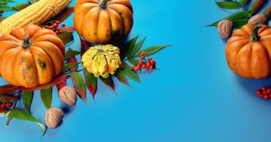 mavi zemin üzerine kabak. 