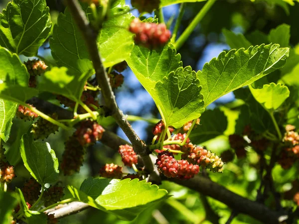 Ripening Mulberries의 — 스톡 사진