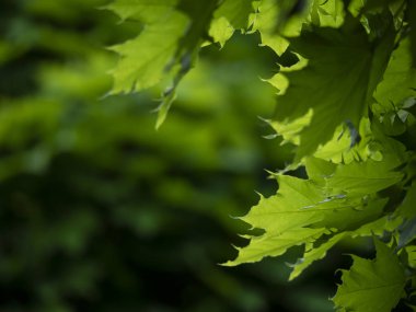 Akçaağaç Roma'ya yatay ve renkli yaprakları