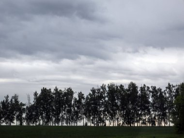 Grup ağaçların akşam gökyüzü arka planı